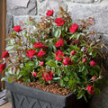 Grace N Grit Red® PP - 5 Gallon - Roger's Gardens