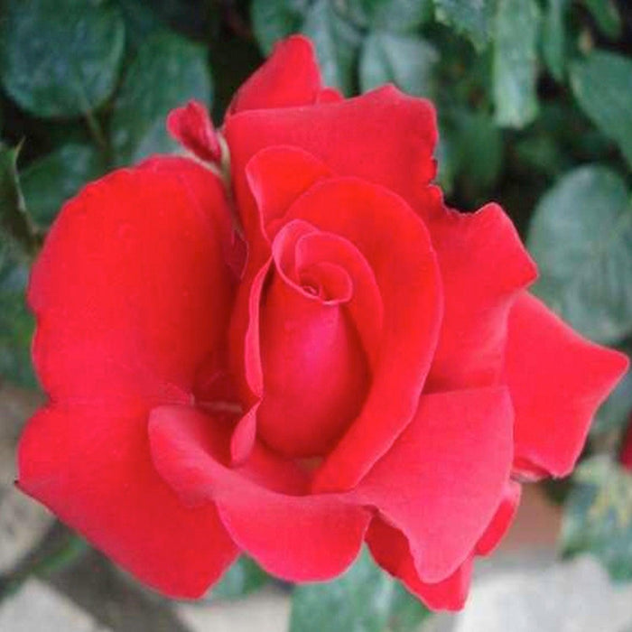 Grande Amore Eleganza - 5 Gallon - Roger's Gardens