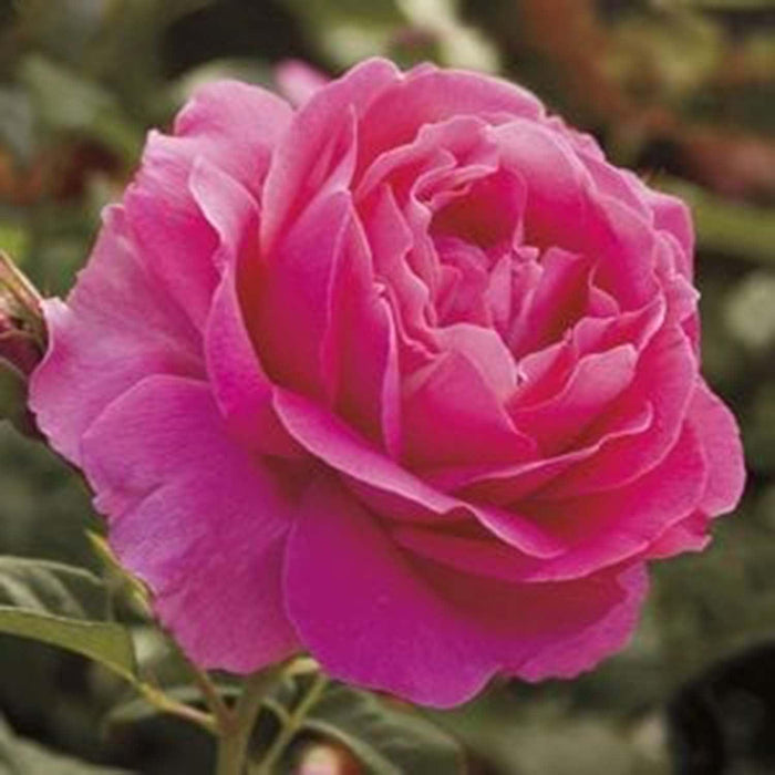 Grande Dame - 5 Gallon - Roger's Gardens