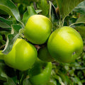 Granny Smith Apple - 10 Gallon - Roger's Gardens