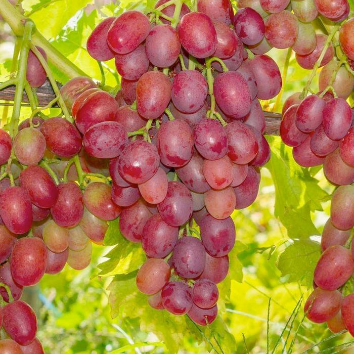 GRAPE 'CANADICE' - SEEDLESS - #3 GALLON - Roger's Gardens