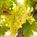 GRAPE 'CHARDONNAY' - #3 GALLON - Roger's Gardens