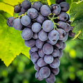 GRAPE 'CONCORD', EASTERN -SEEDLESS - #3 GALLON - Roger's Gardens
