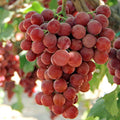 GRAPE 'FLAME' - SEEDLESS - #3 GALLON - Roger's Gardens
