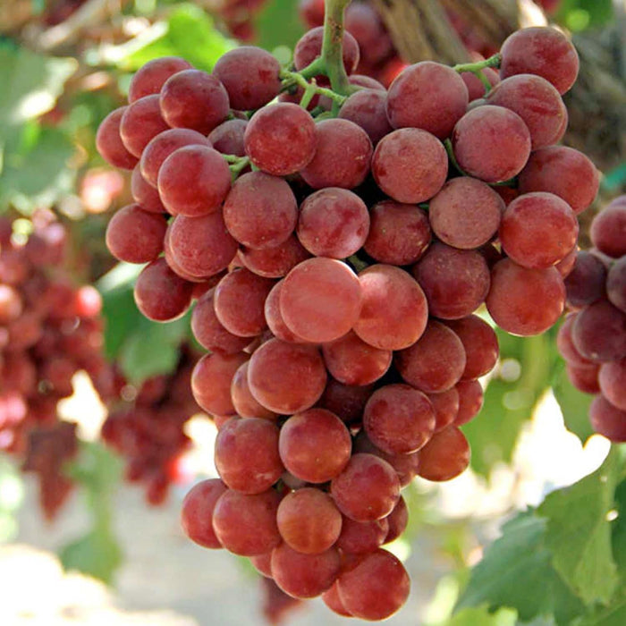 GRAPE 'FLAME' - SEEDLESS - #3 GALLON - Roger's Gardens