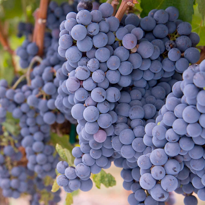 GRAPE 'MERLOT' - VINEYARD GRAFT - #5 GALLON - Roger's Gardens