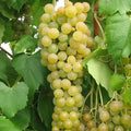 GRAPE 'PRINCESS' - SEEDLESS - #3 GALLON - Roger's Gardens