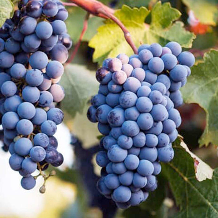 GRAPE 'SYRAH' (AKA SHIRAZ) - #3 GALLON - Roger's Gardens