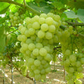 GRAPE 'THOMPSON' - SEEDLESS - #5 GALLON - Roger's Gardens