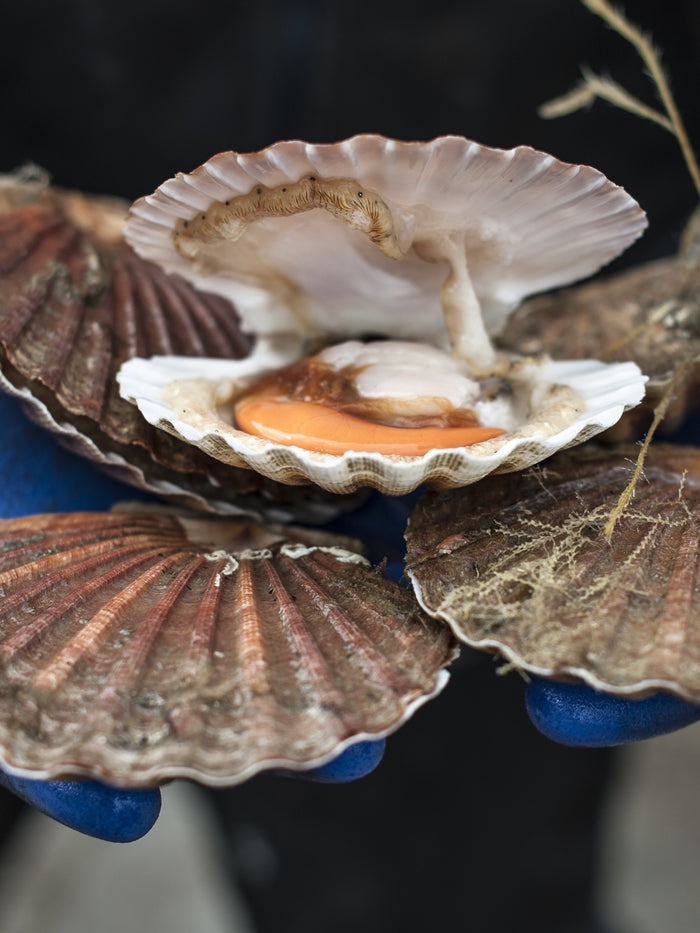 Greendale Scallops (By Pack Size)