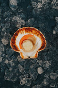 Greendale Greendale Zesty Scallop