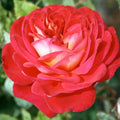 Gypsy Carnival - 5 Gallon - Roger's Gardens