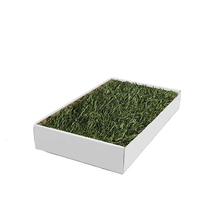 HamsterLawn Petite real grass pad in a white tray with fresh green grass on a white background.