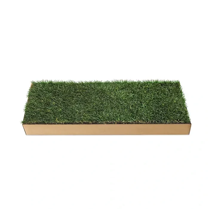 HamsterLawn real grass pad with lush green grass in a cardboard tray on a white background.