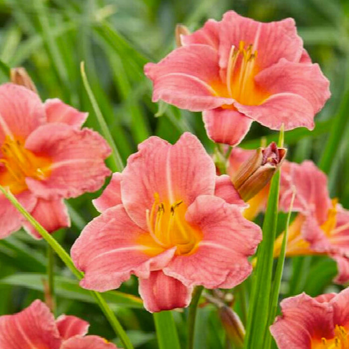 Hemerocallis 'Coral'® PP - Coral Daylily - 1 Gallon - Roger's Gardens