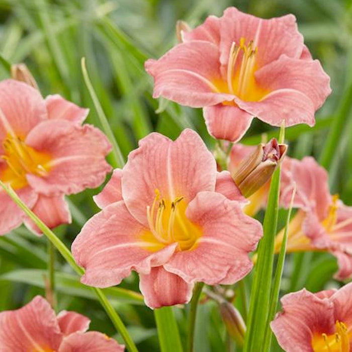Hemerocallis 'Orange'® PP - Coral Daylily - 1 Gallon - Roger's Gardens