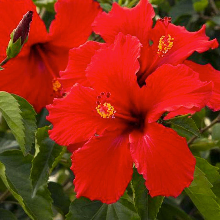 Hibiscus rosa-s. 'Brilliant' - Brilliant Hibiscus - 5 Gallon - Roger's Gardens
