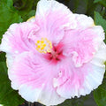 Hibiscus rosa-s. 'C'Est Bon' - C'est Bon Cajun Hibiscus - 5 Gallon - Roger's Gardens