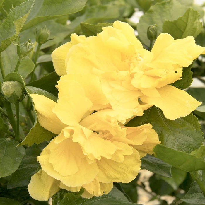 Hibiscus rosa-s. 'Fullmoon'® - Fullmoon Hibiscus - Patio Tree - 5 Gallon - Roger's Gardens