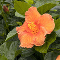 Hibiscus rosa-s. 'Jazzy Jewel Amber'® PPAF - Jazzy Jewel Amber Hibiscus - 2 Gall - Roger's Gardens