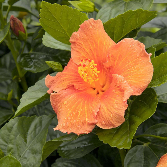 Hibiscus rosa-s. 'Jazzy Jewel Amber'® PPAF - Jazzy Jewel Amber Hibiscus - 2 Gall - Roger's Gardens