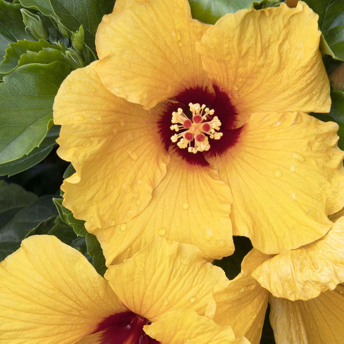 Hibiscus rosa-s. 'Jazzy Jewel Gold'® PPAF - Jazzy Jewel Gold Hibiscus - 2 Gallon - Roger's Gardens