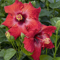 Hibiscus rosa-s. 'Jazzy Jewel Ruby'® PPAF - Jazzy Jewel Ruby Hibiscus - 2 Gallon - Roger's Gardens