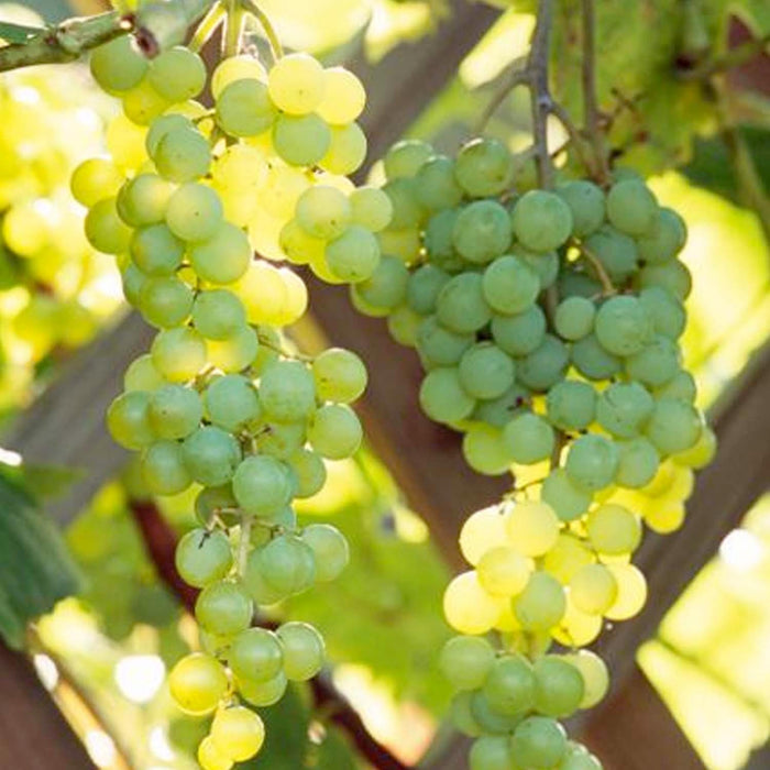 Himrod Grape - 5 Gallon - Roger's Gardens