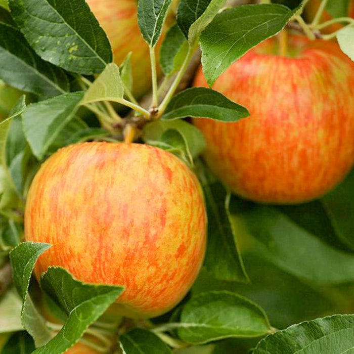 Honeycrisp Apple - 10 Gallon - Roger's Gardens