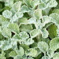 Horehound - 4" Pot