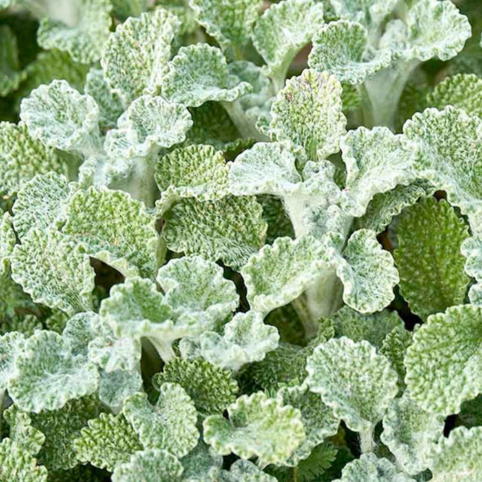 Horehound - 4" Pot