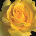 Hotel California - 5 Gallon - Roger's Gardens