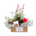 Hummingbird Gardening Kit - Roger's Gardens