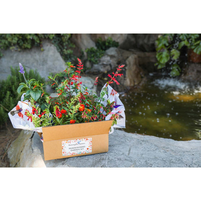 Hummingbird Gardening Kit