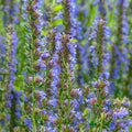 Hyssop 'Blue' - 4" Pot