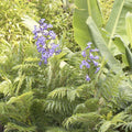 Jacaranda 'Bonsai Blue' PP - Bonsai Blue Jacaranda - 5 Gallon - Roger's Gardens
