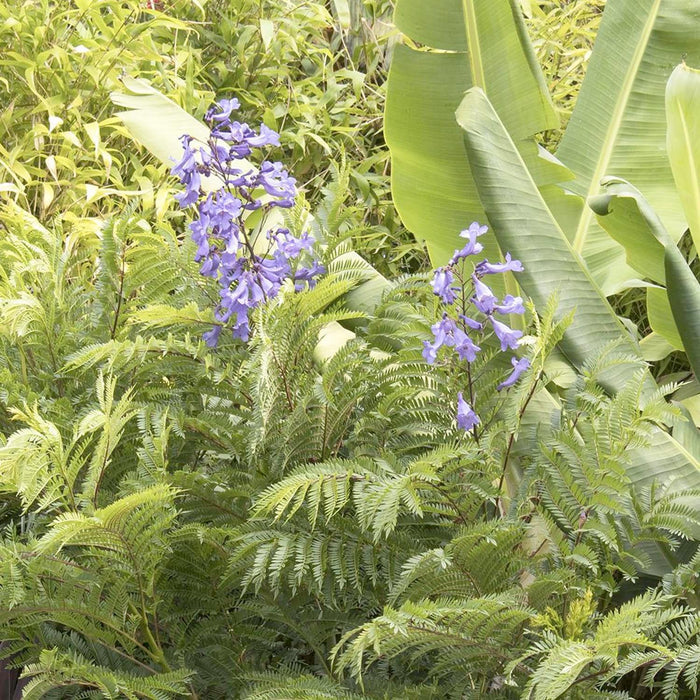 Jacaranda 'Bonsai Blue' PP - Bonsai Blue Jacaranda - 5 Gallon - Roger's Gardens