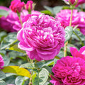 James L. Austin - 5 Gallon - Roger's Gardens