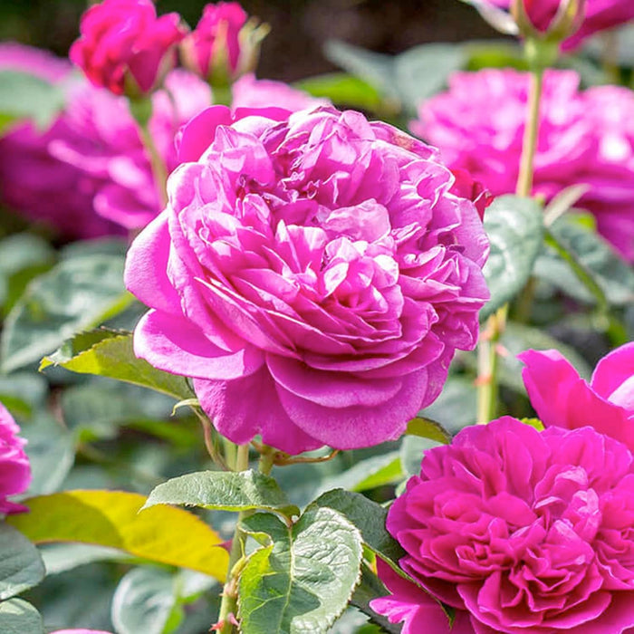 James L. Austin - 5 Gallon - Roger's Gardens