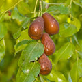 JUJUBE 'LANG' - #5 GALLON - Roger's Gardens