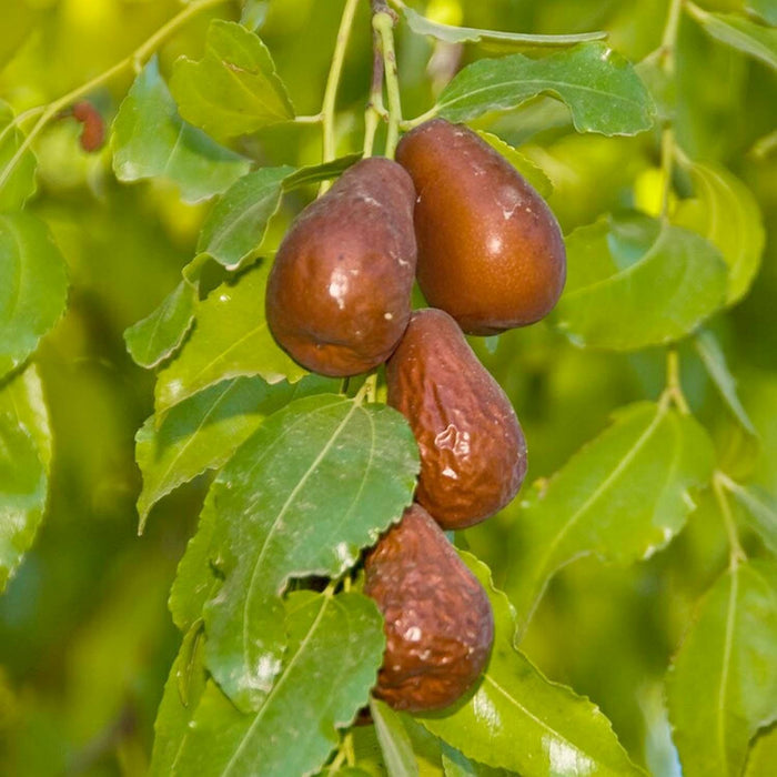 JUJUBE 'LANG' - #5 GALLON - Roger's Gardens