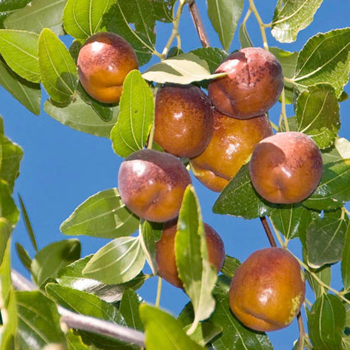 JUJUBE 'LI' - #5 GALLON - Roger's Gardens