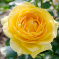 Julia Child - 5 Gallon - Roger's Gardens