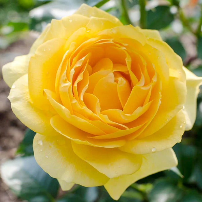 Julia Child - 5 Gallon - Roger's Gardens