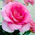 Julie Andrews - 5 Gallon - Roger's Gardens