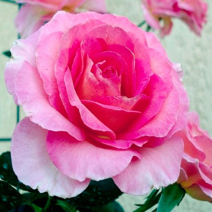 Julie Andrews - 5 Gallon - Roger's Gardens