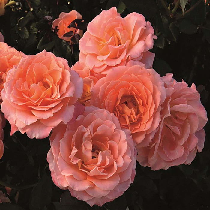 Jump For Joy - 5 Gallon - Roger's Gardens