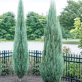 Juniperus 'Blue Arrow' - Blue Arrow Juniper - 10 Gallon - Roger's Gardens