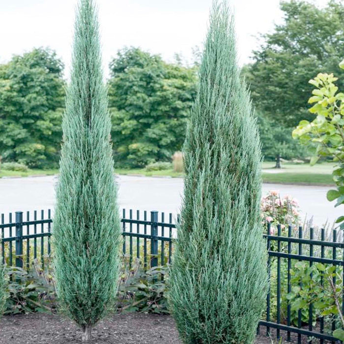 Juniperus 'Blue Arrow' - Blue Arrow Juniper - 10 Gallon - Roger's Gardens