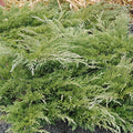 Juniperus 'Calgary Carpet'® - Calgary Carpet Juniper - 2 Gallon - Roger's Gardens